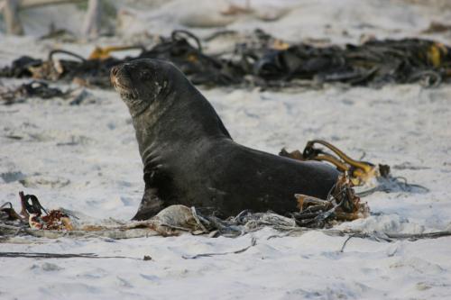 big sealion!