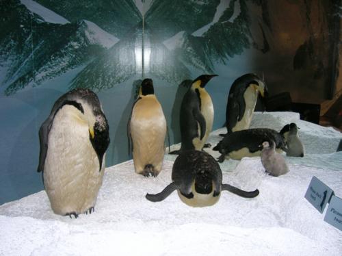 stuffed penguins