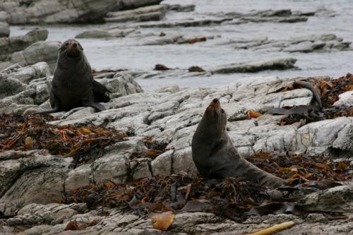 couple of seals