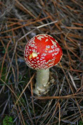 funny mushroom!