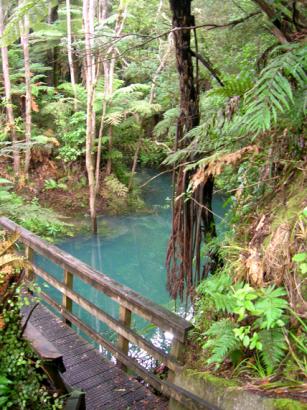 Kauri Dam Pool