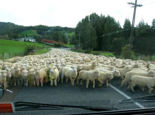 sheep jam!!
