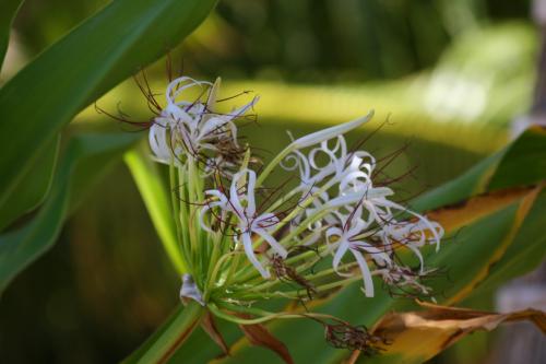 pretty flower