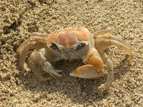 big crab!!