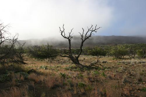 the Saddle Road