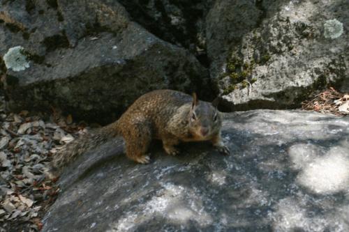 friendly chap