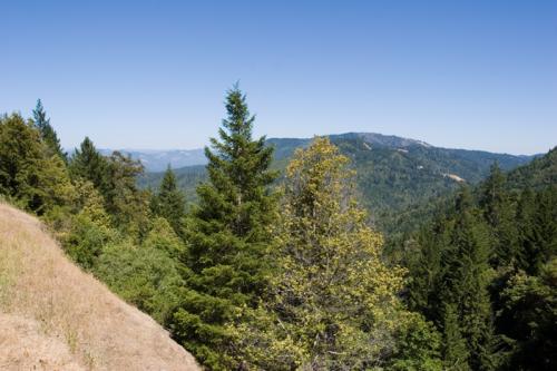 view over redwood forest