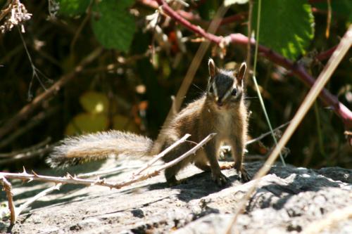 American squirrel