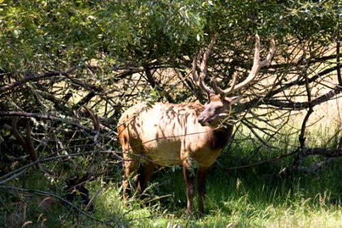 wild Roosvelt Elk