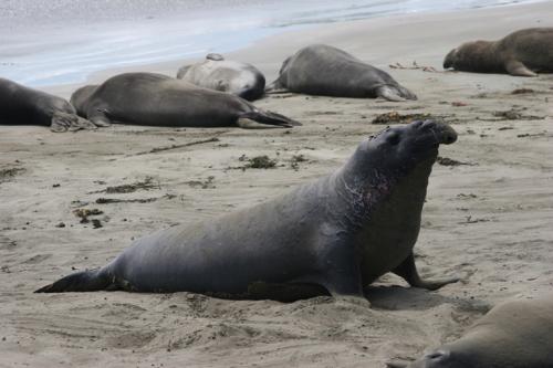 a big elephant seal