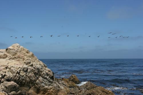 a line of birds