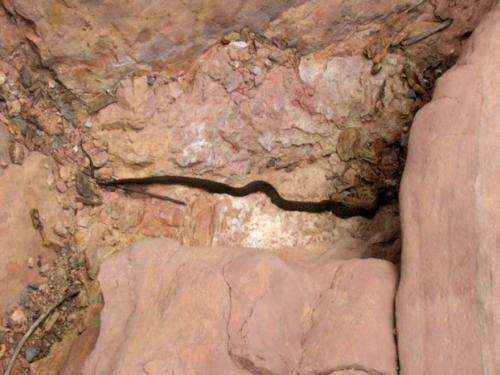 Sedona snake