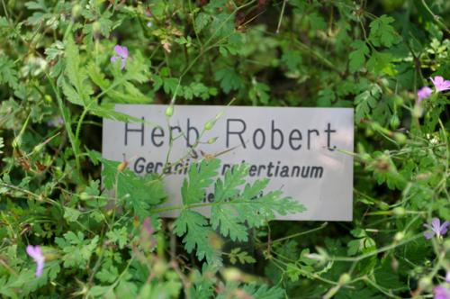 herb Robert