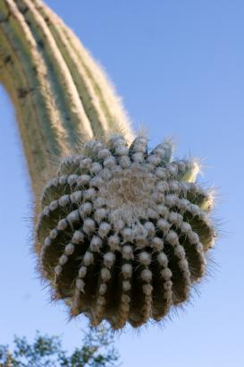 close up