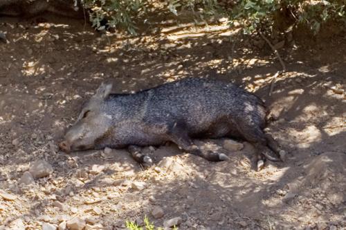 sleepy desert pig