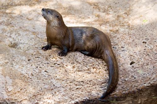 an Otter