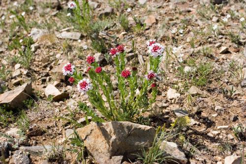 steppe-flowers