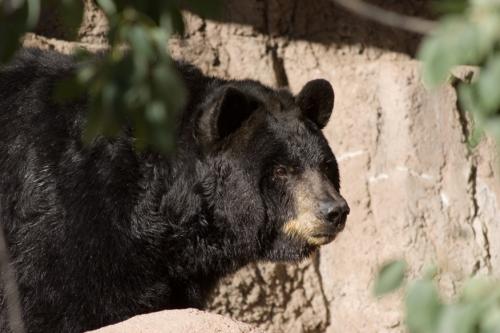 a Brown Bear