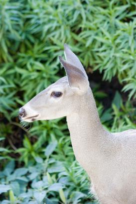 a Deer