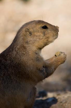 Prarie Dog