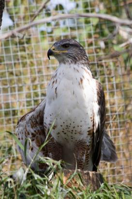 an Eagle