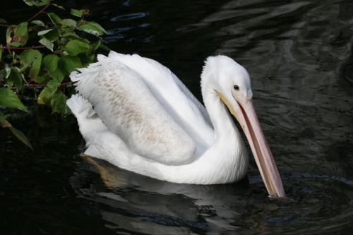 Pelican