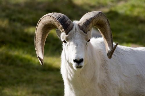 Big Horn Sheep