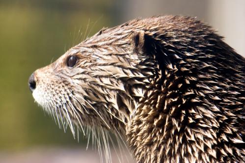 close up of Otter
