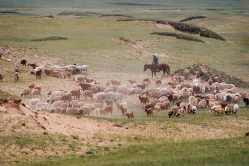 sheep-herding
