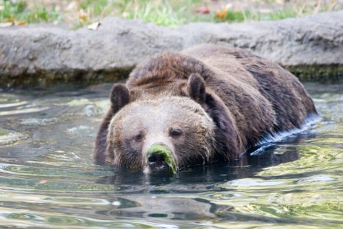 mighty Grizzly