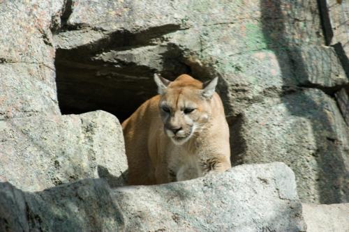 a big Puma