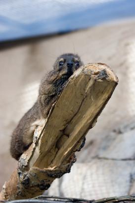 funny little fellow