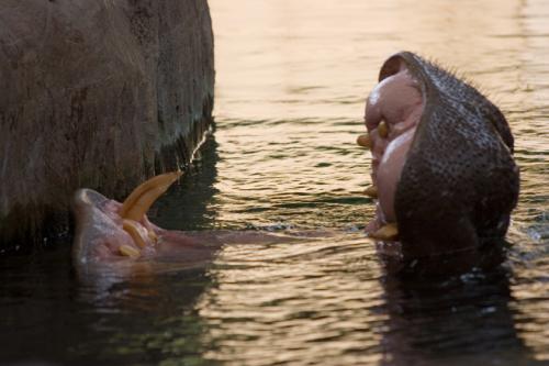 happy hippo