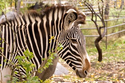 a zebra