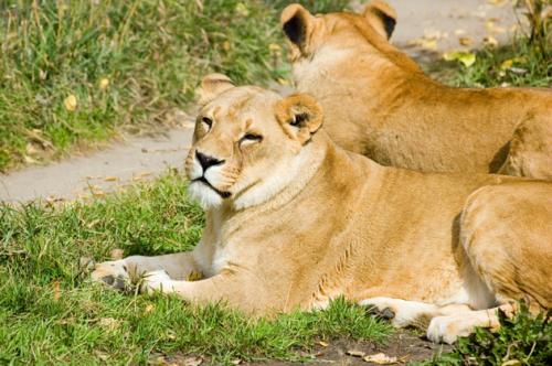 big cat