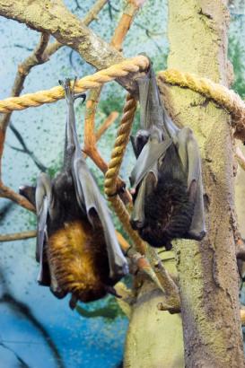 aussie fruit bat