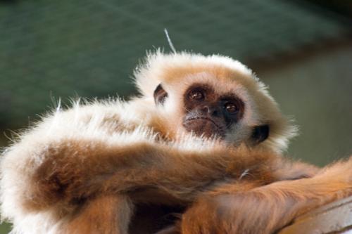 funky monkey