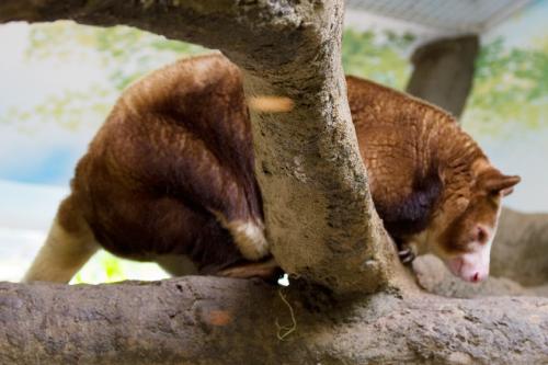tree kanagroo