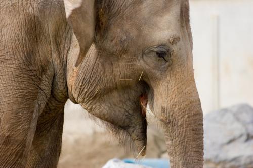 gentle giant