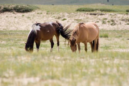 roaming-free