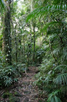 dense rainforest