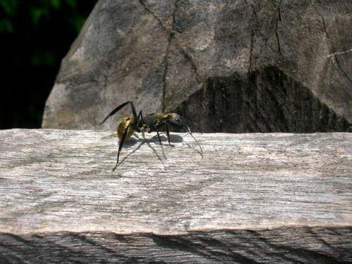 tiger ant