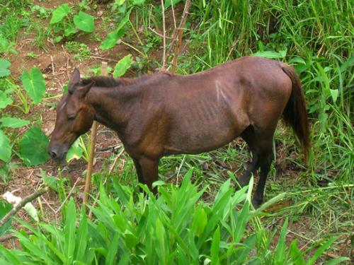 Brasilian horse