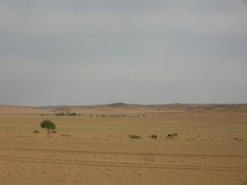 gobi-desert