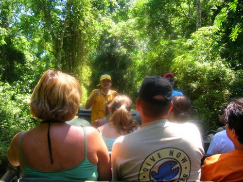 jungle safari