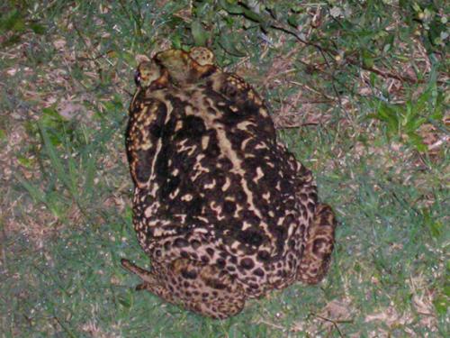 giant frog