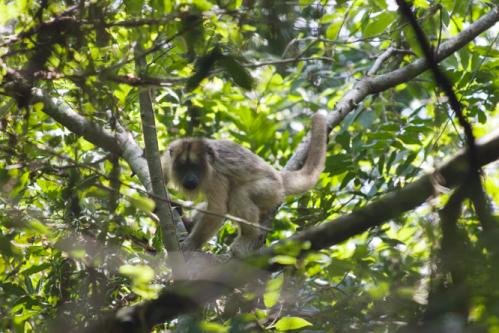 howler monkey
