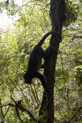 climbing high