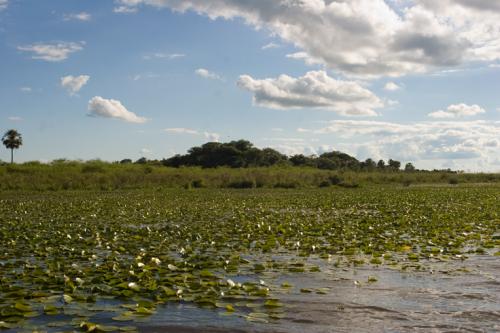 one big lilly pond!!