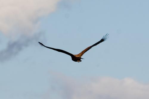 bird of prey